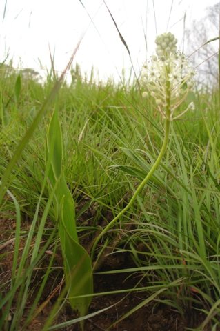 Schizocarphus nervosus leaves